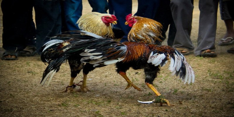 Đá Gà Cựa Dao AU88 - Sân Chơi Kịch Tính, Thưởng Khủng