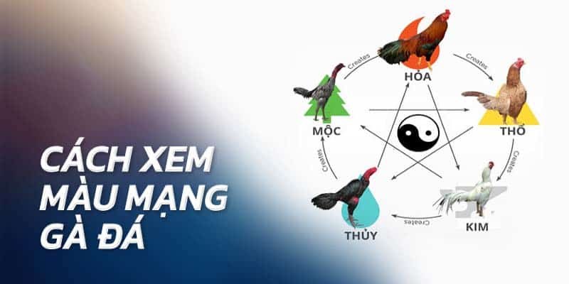 Màu Mạng Đá Gà - Tầm Quan Trọng Trong Chiến Thuật Đá Gà